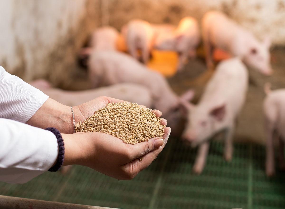 Китай сократит использование сои в кормах для животных