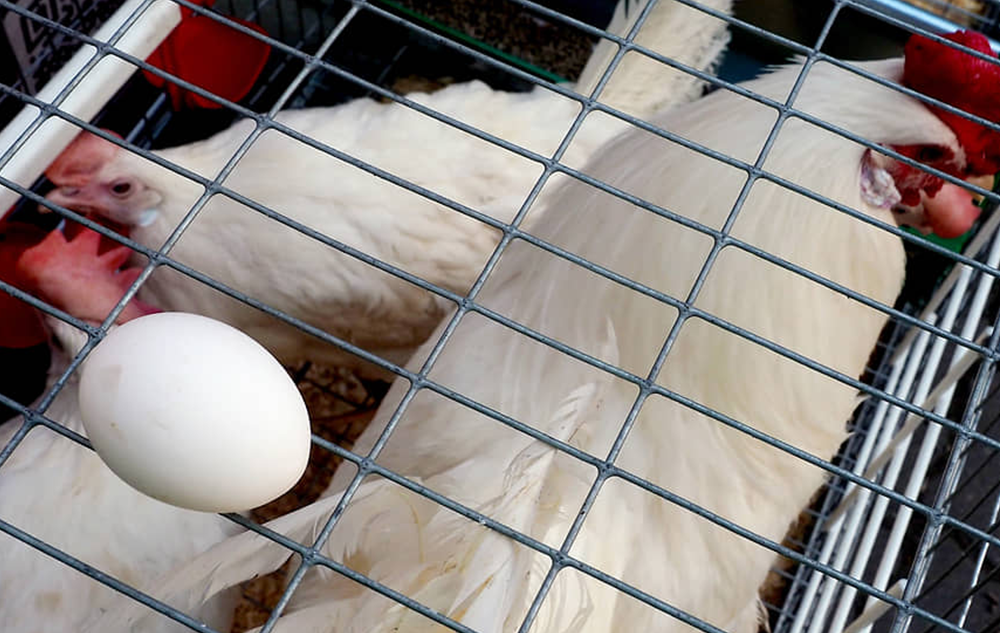 Птицефабрику за 1,5 млрд рублей в Хакасии начнут строить в 2025 году